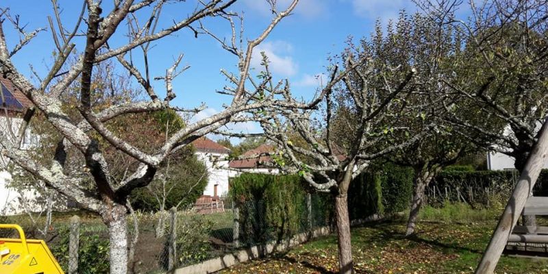 Elagage des arbres